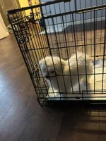 Ghost, a male Maltese for sale in Hoboken, NJ – Photo 4 of 5