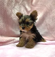 Tiny! Stunning Yorkie Female, a female Yorkshire Terrier for sale in Marietta, GA – 3 of 10