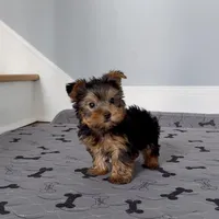 Yorkie Male "Wow I'm a Star", a male Yorkshire Terrier for sale in Marietta, GA – Photo 2 of 10