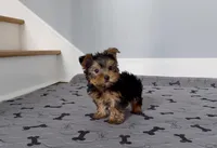 Yorkie Male "Wow I'm a Star", a male Yorkshire Terrier for sale in Marietta, GA – Photo 2 of 10