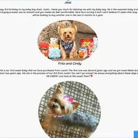 Yorkie Male "Wow I'm a Star", a male Yorkshire Terrier for sale in Marietta, GA – Photo 7 of 10