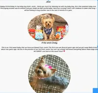 Yorkie Male "Wow I'm a Star", a male Yorkshire Terrier for sale in Marietta, GA – Photo 7 of 10