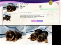 Yorkie Male "Wow I'm a Star", a male Yorkshire Terrier for sale in Marietta, GA – Photo 2 of 10