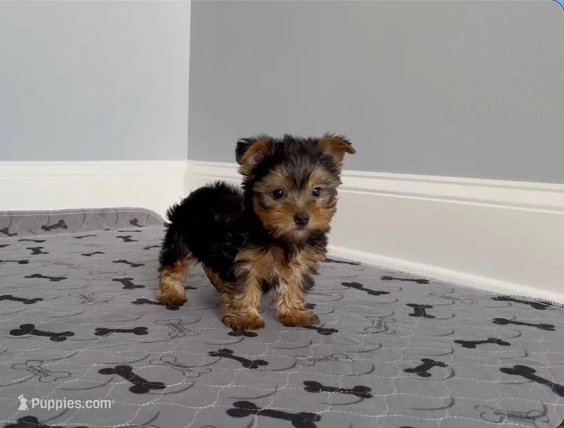 Yorkie Male "Wow I'm a Star"