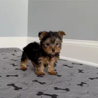 Yorkie Male "Wow I'm a Star", a male Yorkshire Terrier for sale in Marietta, GA – Photo 1 of 10