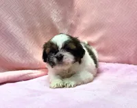 Shih Tzu  Female Tri-color  "You Love Me", a female Shih Tzu for sale in Marietta, GA – 3 of 10