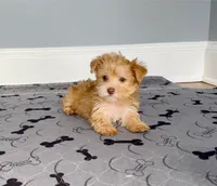 Yorkie Female Gold.. Green Eyes / So Rare!  , a female Yorkshire Terrier for sale in Marietta, GA – 4 of 10