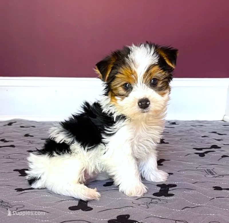 Yorkie Male Parti Color.."You Love Me" – Yorkshire Terrier puppy for sale in Marietta, GA