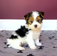 Yorkie Male Parti Color.."You Love Me", a male Yorkshire Terrier for sale in Marietta, GA – 1 of 9