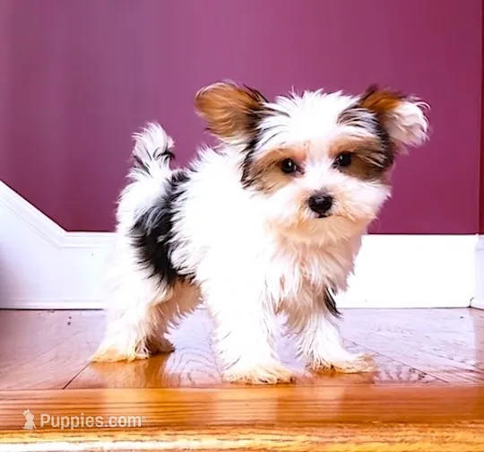 Yorkie Male Tiny! Parti color.. " I'm a Show Off " – Yorkshire Terrier puppy for sale in Marietta, GA