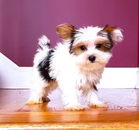 Yorkie Male Tiny! Parti color.. " I'm a Show Off ", a male Yorkshire Terrier for sale in Marietta, GA – 1 of 10
