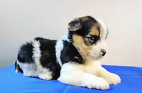 Morkie Male Parti color.. "I'm a Star", a male Yorkshire Terrier for sale in Marietta, GA – 3 of 10