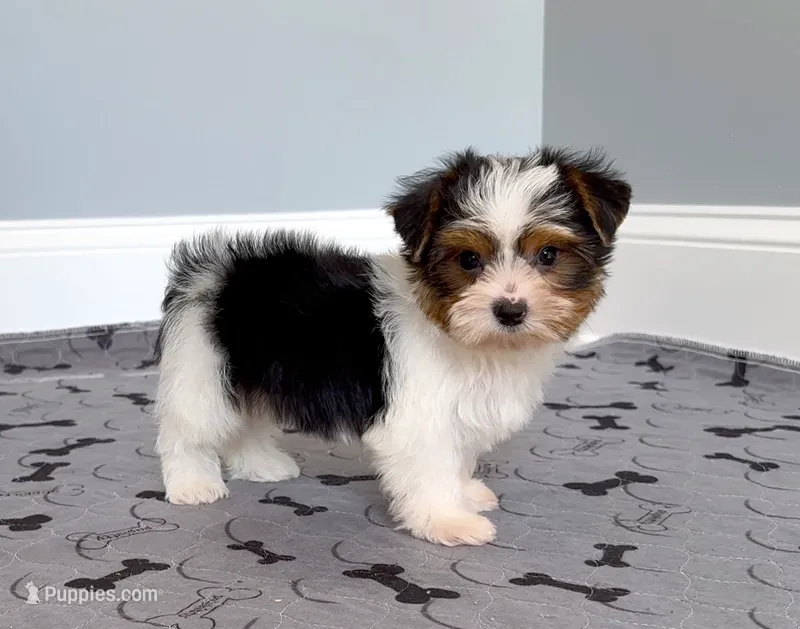 Yorkie Male Parti! "We will Be Best Friends" – Yorkshire Terrier puppy for sale in Marietta, GA