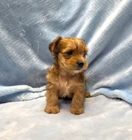 Tiny Morkie Male Gold Dust Color So Rare!, a male Morkie for sale in Marietta, GA – 3 of 10