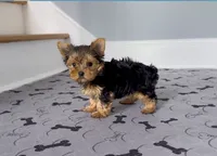 Tiny! Yorkie Female " 1 in a Million ", a female Yorkshire Terrier for sale in Marietta, GA – 2 of 10