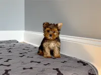Perfect Yorkie.. "1 in a Million" Hurry!, a male Yorkshire Terrier for sale in Marietta, GA – 2 of 10