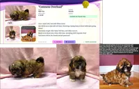Shih Tzu Female Tiny! Exotic Red / Gold Markings!, a female Shih Tzu for sale in Marietta, GA – 4 of 10