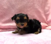 Tiny! Yorkie Female " I'm Your Dream Yorkie" ", a female Yorkshire Terrier for sale in Marietta, GA – 2 of 10