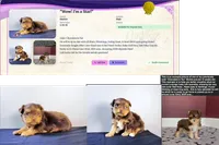 Gorgeous Morkie Male Chocolate! So Rare!, a male Morkie for sale in Marietta, GA – 4 of 10