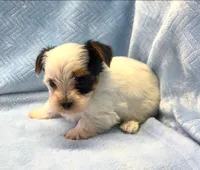 Yorkie Male Tiny! Parti color.. " I'm a Show Off ", a male Yorkshire Terrier for sale in Marietta, GA – 2 of 10