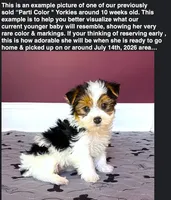 Yorkie Male Parti! "We will Be Best Friends", a male Yorkshire Terrier for sale in Marietta, GA – 5 of 9