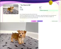 Tiny Yorkie Male Gold Dust Color So Rare!, a male Yorkshire Terrier for sale in Marietta, GA – 4 of 10