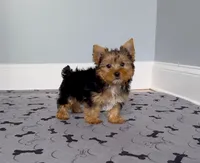 Yorkie Male "We will Be Best Friends", a male Yorkshire Terrier for sale in Marietta, GA – 4 of 10