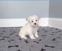 Yorkie Male So Rare! White Parti Color.., a male Yorkshire Terrier for sale in Marietta, GA – 4 of 10