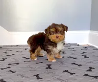 Gorgeous Morkie Male Chocolate! Hazel eyes!, a male Morkie for sale in Marietta, GA – 4 of 10