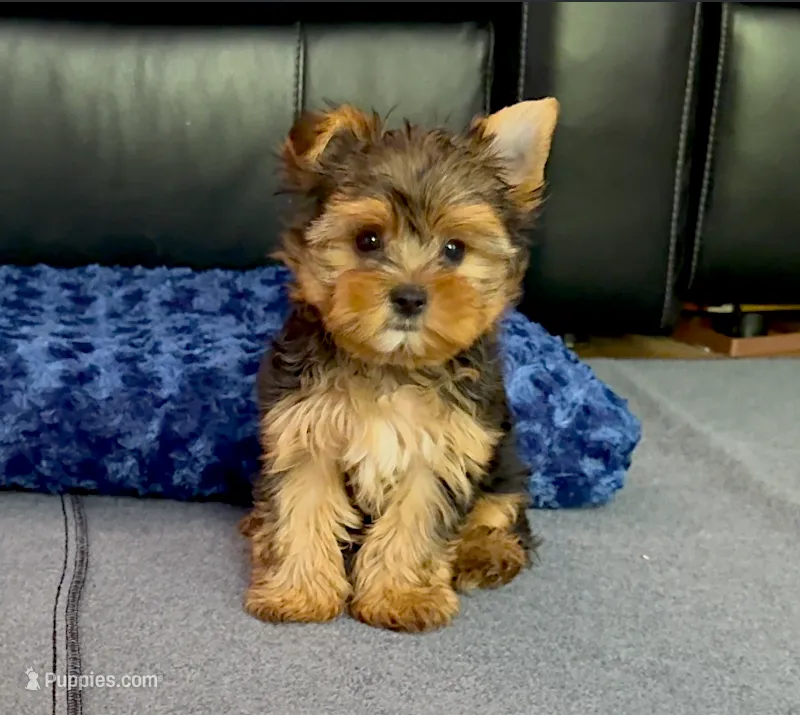 Perfect Yorkie.. "1 in a Million" Hurry! – Yorkshire Terrier puppy for sale in Marietta, GA