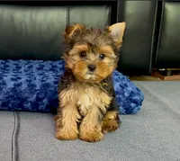 Perfect Yorkie.. "1 in a Million" Hurry!, a male Yorkshire Terrier for sale in Marietta, GA – 1 of 10