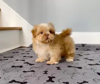 Shih Tzu Male Red! "Simba The Lion King", a male Shih Tzu for sale in Marietta, GA – Photo 3 of 10