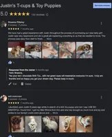 Shih Tzu Male Red! "Simba The Lion King", a male Shih Tzu for sale in Marietta, GA – Photo 10 of 10