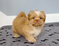 Shih Tzu Male Red! "Simba The Lion King", a male Shih Tzu for sale in Marietta, GA – Photo 1 of 10