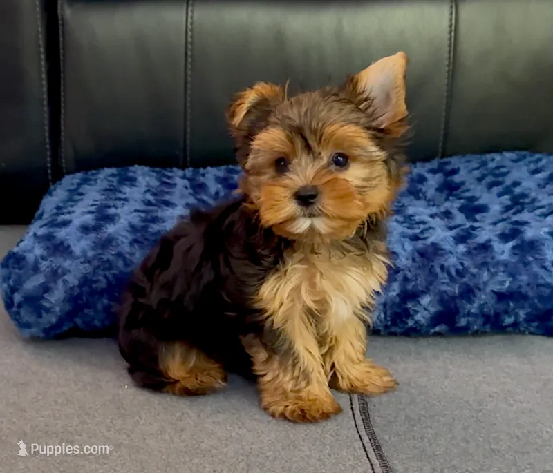 Tiny! Yorkie Male "I'm Your Dream Yorkie" – Yorkshire Terrier puppy for sale in Marietta, GA