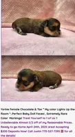 Justin's T-cups & Toy Pups, a female Yorkshire Terrier for sale in Marietta, GA – Photo 6 of 10