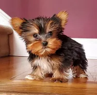 Justin's T-cups & Toy Pups, a female Yorkshire Terrier for sale in Marietta, GA – Photo 1 of 10