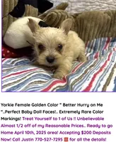 Justin's T-cups & Toy Pups, a female Yorkshire Terrier for sale in Marietta, GA – Photo 5 of 10