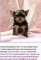 Justin's T-cups & Toy Pups, a female Yorkshire Terrier for sale in Marietta, GA – Photo 2 of 10