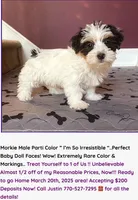 Justin's T-cups & Toy Pups, a female Yorkshire Terrier for sale in Marietta, GA – Photo 3 of 10