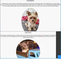 Justin's T-cups & Toy Pups, a female Yorkshire Terrier for sale in Marietta, GA – Photo 10 of 10