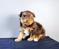 Gorgeous Morkie Male Chocolate! So Rare!, a male Morkie for sale in Marietta, GA – 2 of 10