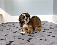 Shih Tzu  Female Red / Gold / Brindle  "You Love Me", a female Shih Tzu for sale in Marietta, GA – 3 of 9