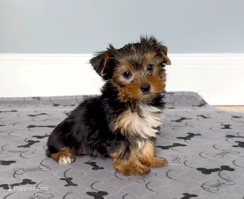 Yorkie Male "You Love Me" – Yorkshire Terrier puppy for sale in Marietta, GA