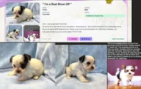 Yorkie Male Tiny! Parti color.. " I'm a Show Off ", a male Yorkshire Terrier for sale in Marietta, GA – 4 of 10