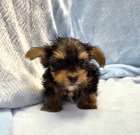 Tiny! Yorkie Male "I'm a Perfect 10", a male Yorkshire Terrier for sale in Marietta, GA – 3 of 9