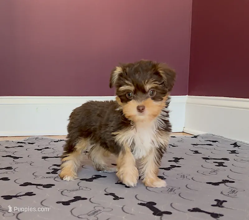 Gorgeous Morkie Male Chocolate! So Rare! – Morkie puppy for sale in Marietta, GA
