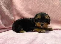 Yorkie Female "You Love Me", a female Yorkshire Terrier for sale in Marietta, GA – 2 of 9