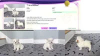 Yorkie Male So Rare! White Parti Color.., a male Yorkshire Terrier for sale in Marietta, GA – 5 of 10