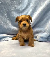 Tiny Morkie Male Gold Dust Color So Rare!, a male Morkie for sale in Marietta, GA – 2 of 10